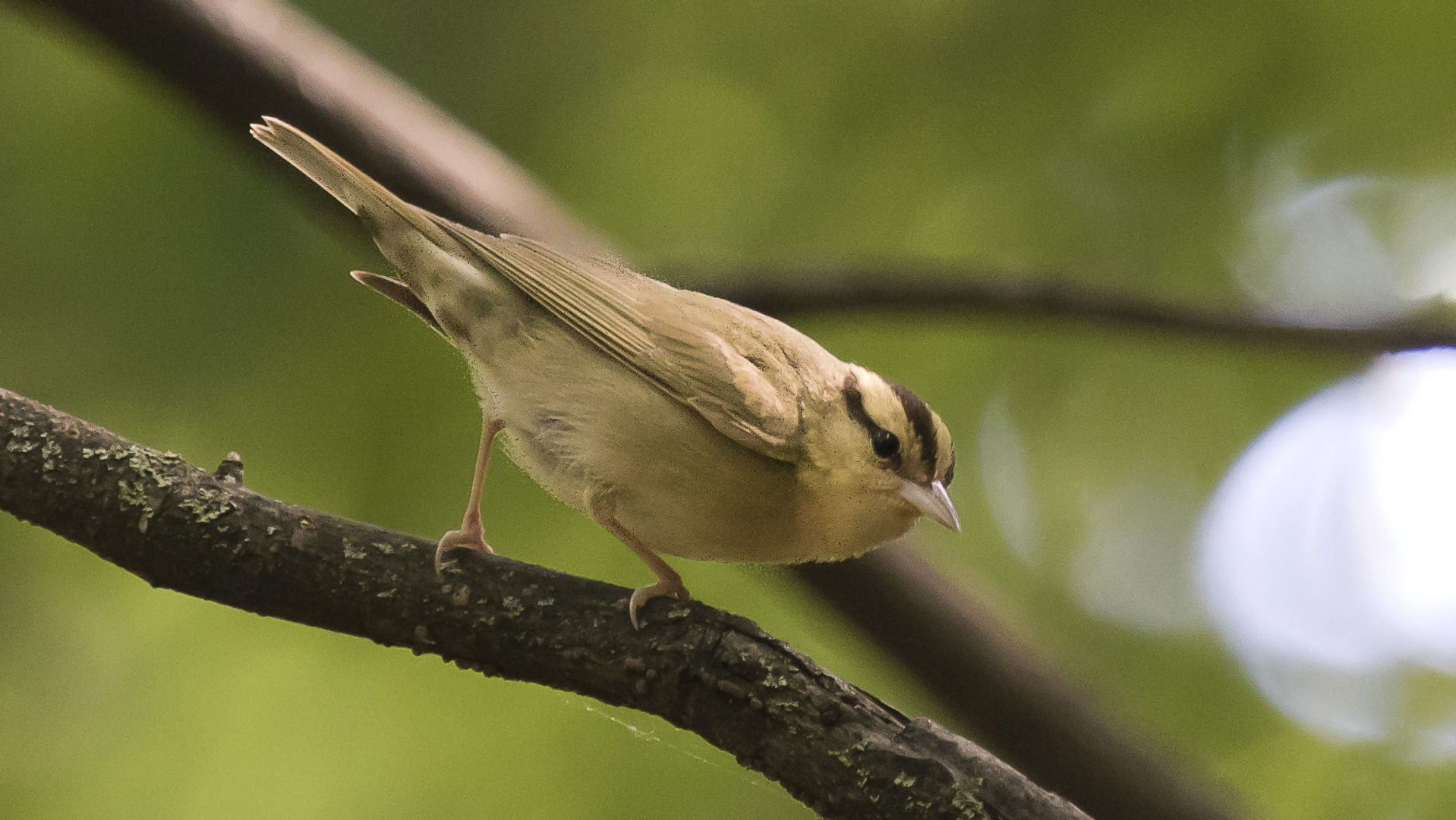wildWormEatingWarbler-18-w.jpg